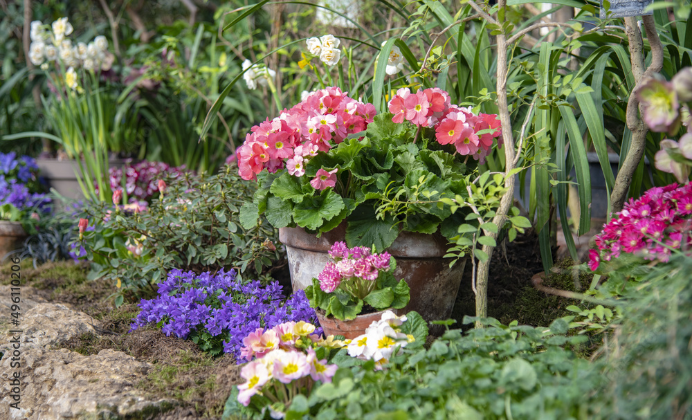 Primroses, hyacinths and other bright flowers in stylized flower pots stand in a row on the stone wall in the greenhouse.