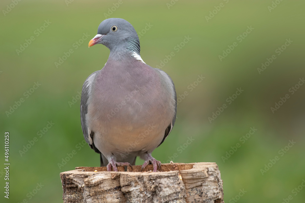 Front view of common european wood pigeon. Front view of common european wood pigeon.