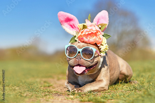 Easter bunny dog. Funny French Bulldog dog dressed up with rabbit ears headband with flowers and sunglasses