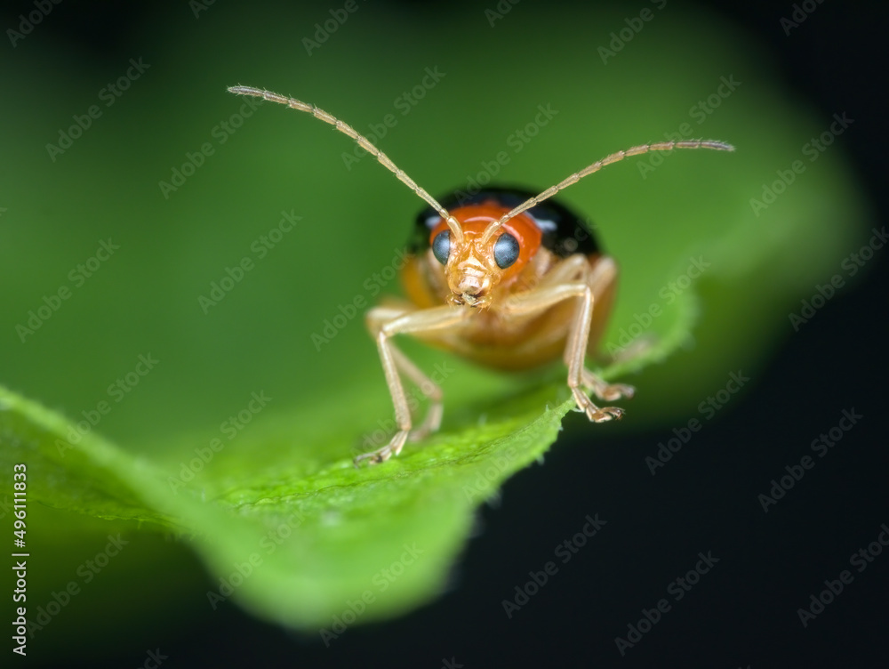 Fototapeta premium closeup pumkin beetle on the leaf