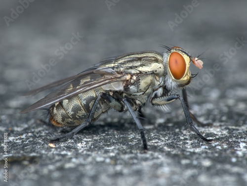 flesh fly on the ground seen from the side photo