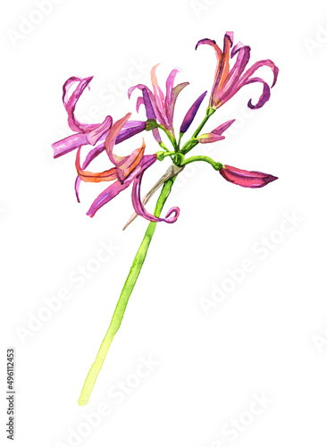 Botanical watercolor pink nerine on a white background © Yuliya Khruslova