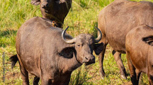 B  ffel im Naturreservat Hluhluwe Nationalpark S  dafrika