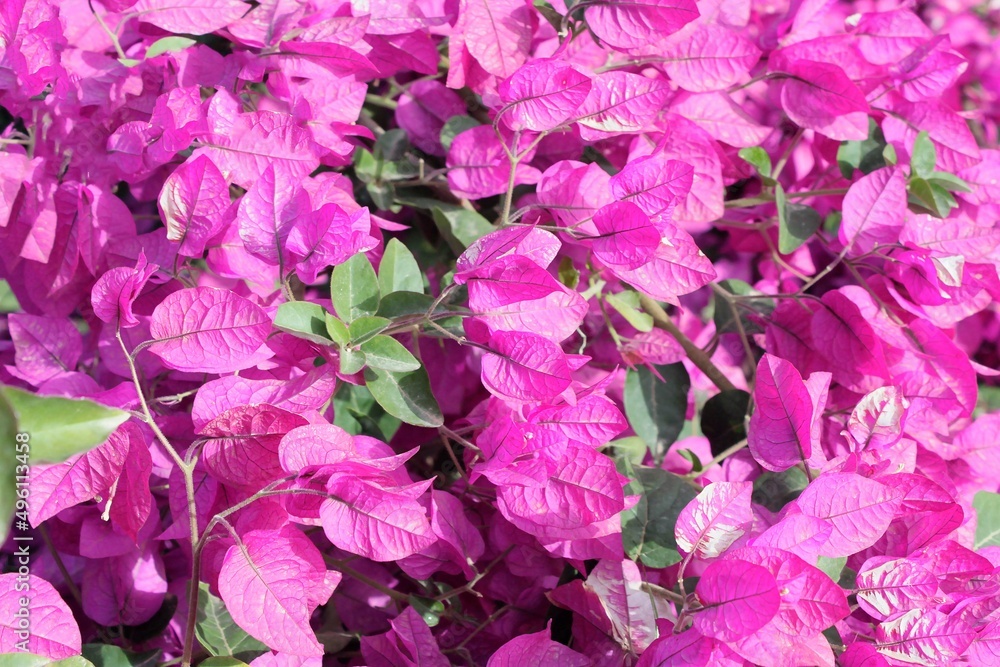 pink flowers of bougainvillea in the garden, background pink flowers of bougainvillea in the garden, background