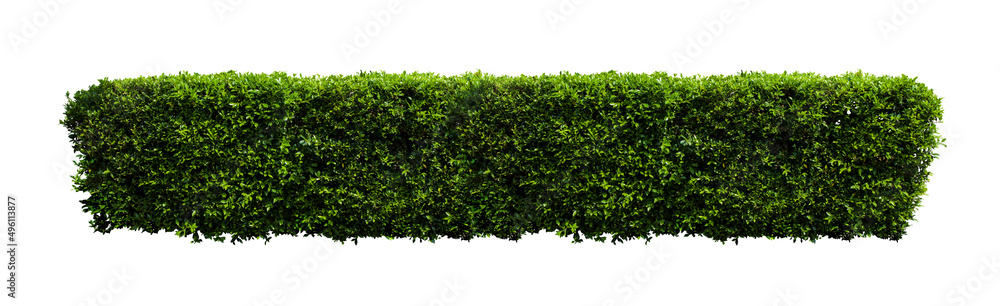 Tropical plant bush shrub tree fence isolated on white background with clipping path. Tropical plant bush shrub tree fence isolated on white background with clipping path.