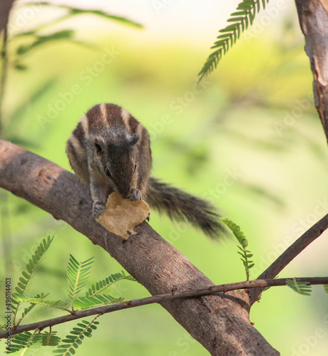 squirrel on tree