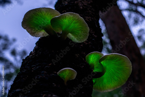 Canvas Print bioluminescent Ghost mushroom (Omphalotus nidiformis) Thirlmere lakes National park, NSW , Australia