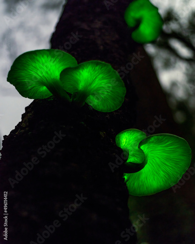 фотография bioluminescent Ghost mushroom (Omphalotus nidiformis) Thirlmere lakes National park, NSW , Australia