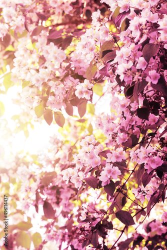 Jasmine flowers bloom in the garden.