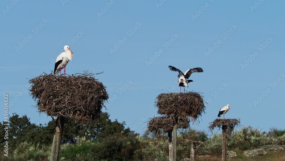 White storks, Ciconia ciconia, mating in the nest. Wild animals copulating at Los Barruecos Natural Monument, Malpartida de Caceres, Extremadura, Spain. White storks, Ciconia ciconia, mating in the nest. Wild animals copulating at Los Barruecos Natural Monument, Malpartida de Caceres, Extremadura, Spain.