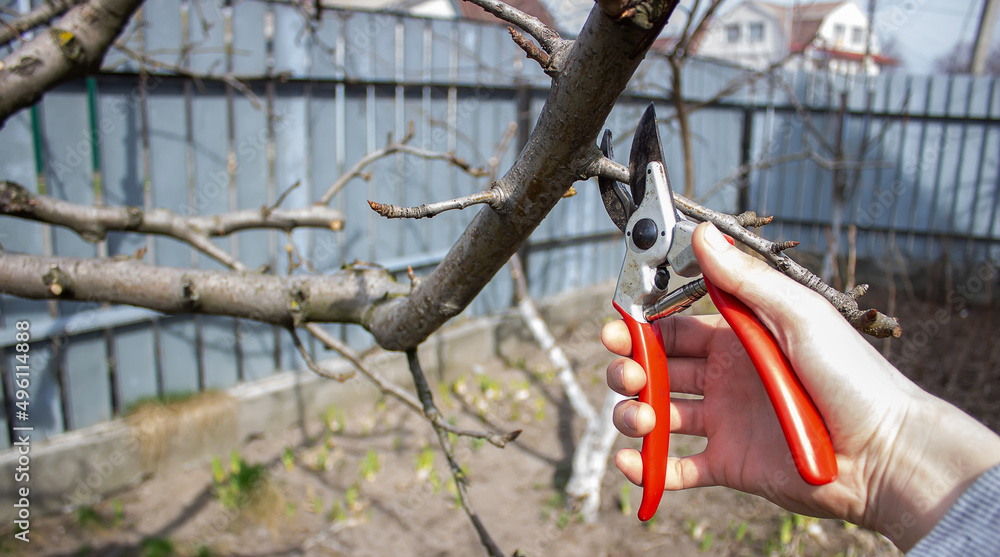 gardener pruning fruit trees with pruning shears
