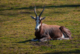 The lowland nyala, also known as the southern nyala (Tragelaphus angasii), is a South African species of antelope that prefers dense scrub near water.
