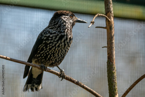 Animal world - Bird in aviary - Photography from Zoo