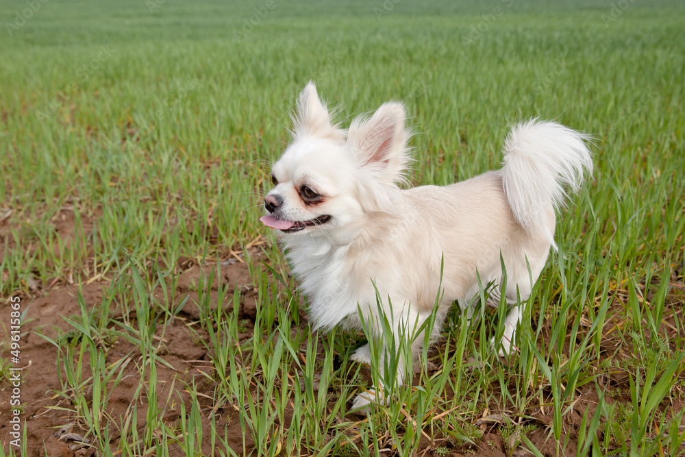 Dog breed chihuahua on a background of green grass. petite Chihuahua happily on a cloudy day above the meadow