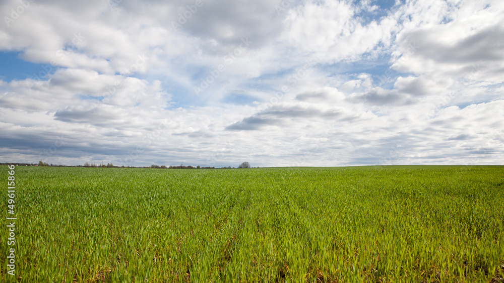 Young wheat seedlings growing in a field. Young green wheat growing in soil. Close up on sprouting rye agricultural on a field sunny day with blue sky.