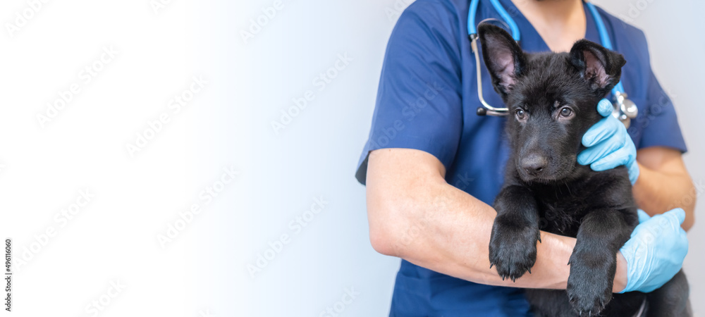Cropped image of handsome male veterinarian doctor with stethoscope holding cute black german shepherd puppy in arms in veterinary clinic on white background banner - obrazy, fototapety, plakaty 