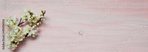 Cherry branch with white blooming flowers. Tender photo with a branch of blooming cherry with white flowers and green leaves on a pink background. Place for text or logo. Flat lay.
