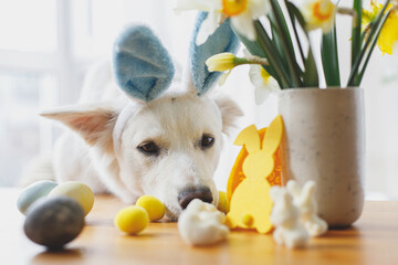 Cute dog in bunny ears looking at stylish easter eggs on wooden table. Happy Easter. Adorable white swiss shepherd dog in bunny ears and easter decoration with flowers. Pet and easter at home
