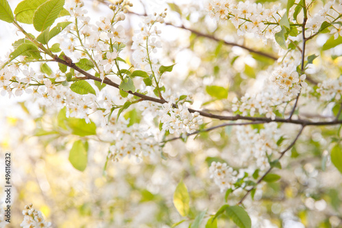 natural background Bird cherry blooming. Bird cherry blossoms in spring.