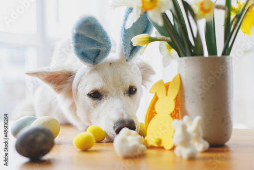 Photography Cute dog in bunny ears looking at stylish easter eggs on wooden table