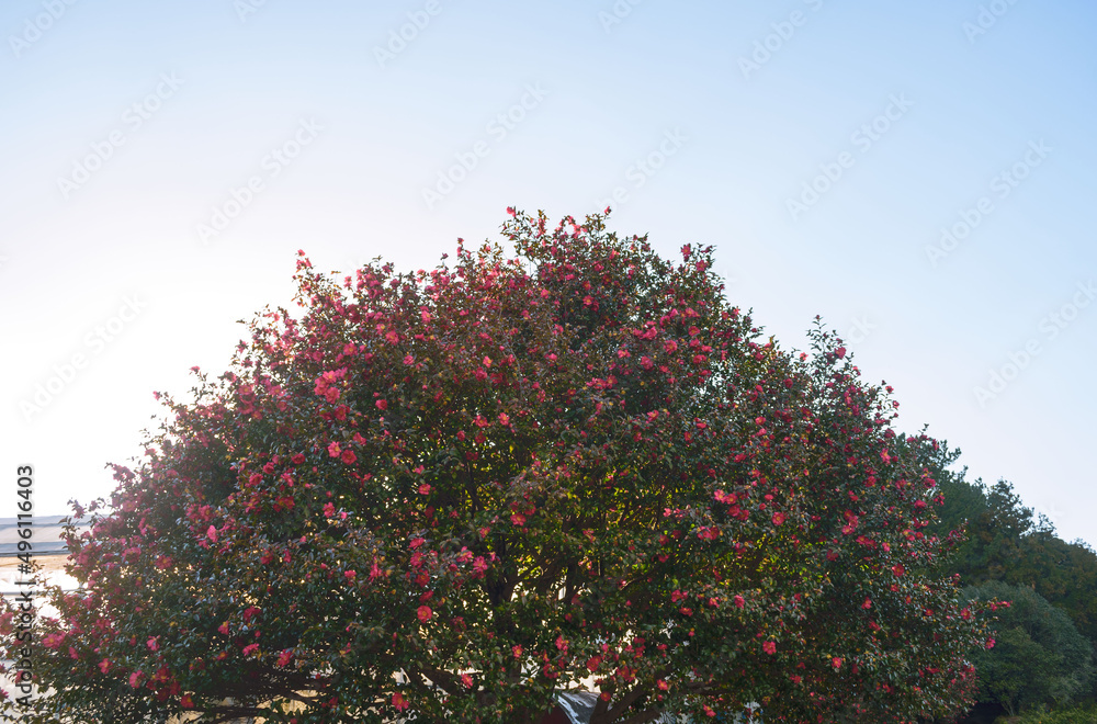 tree with flowers