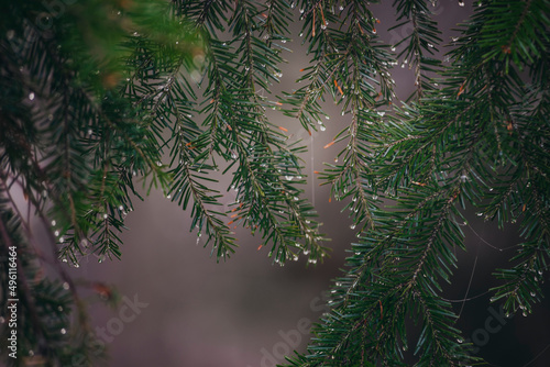 Drops on trees green in the mountains © Aleksandr