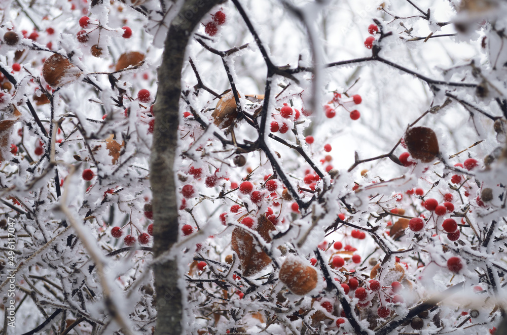 snow covered branches