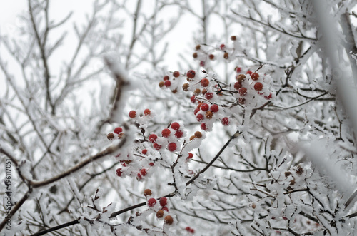 red berries in snow