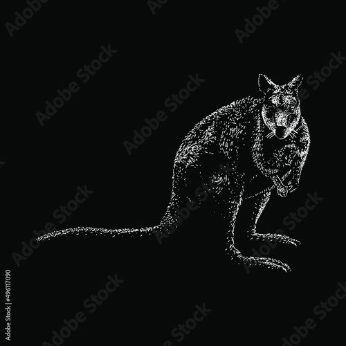 wallaby illustration isolated on white background