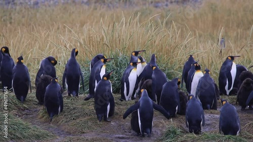 A column of royal penguins on Tierra del Fuego in Chile