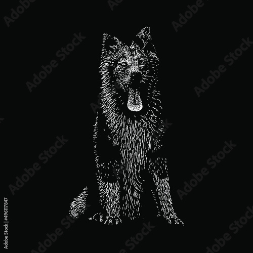 yakutian laika illustration isolated on black background