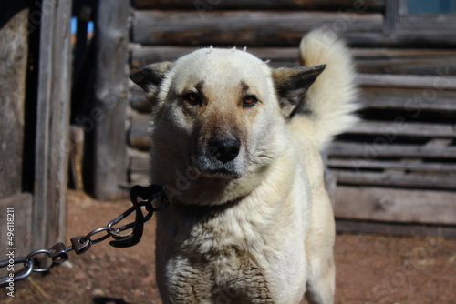 White watchdog on leash chain 