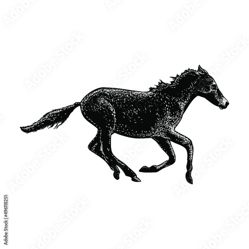 wild horse illustration isolated on white background