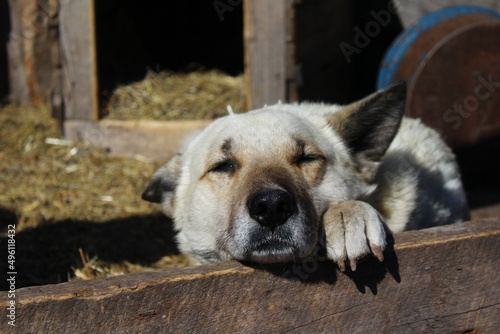 White dog day dreaming 