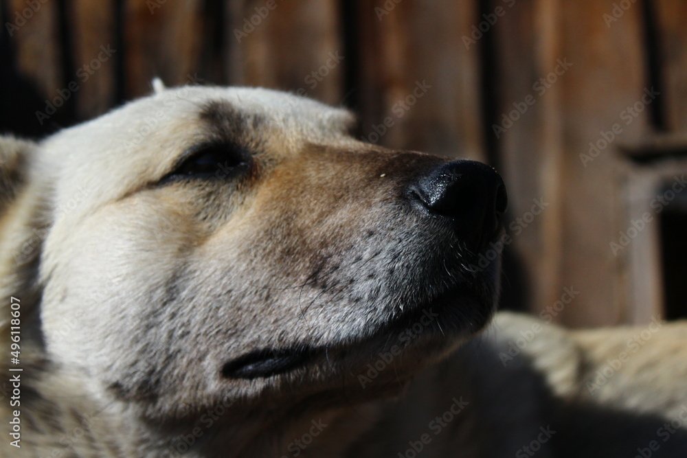 portrait of a dog portrait of a dog