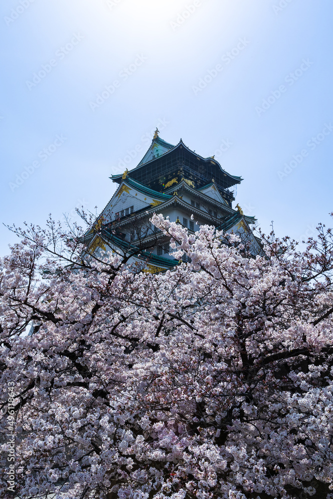 Fototapeta premium 桜と城