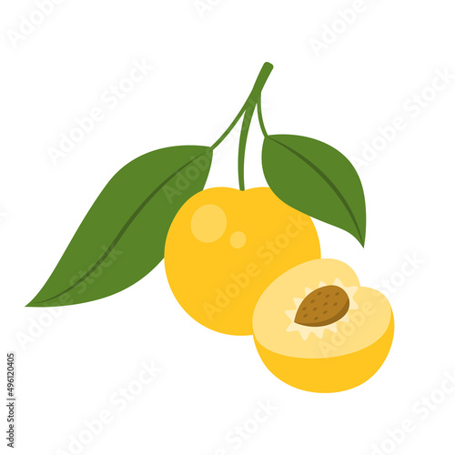 Yellow cherry plum whole fruit and half sliced isolated on white background. Prunus cerasifera, myrobalan or mirabelle plum icon for package design. Vector illustration of exotic fruits in flat style. photo