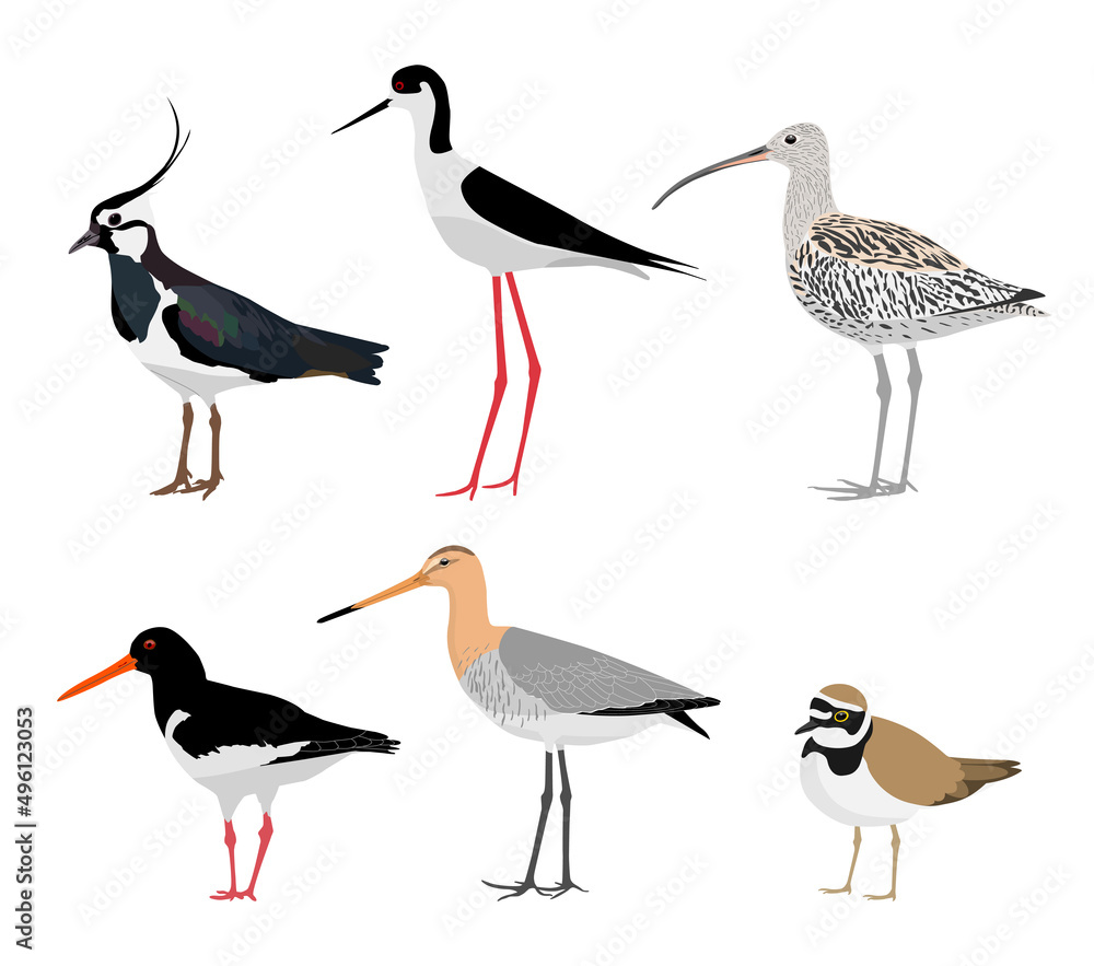 Set of wading birds isolated on white background. Vector illustration - obrazy, fototapety, plakaty 