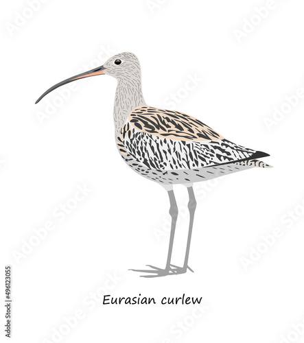 Eurasian curlew isolated on white background. Vector illustration