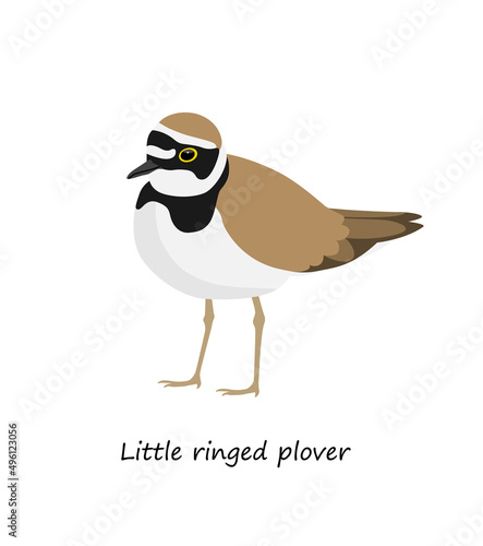 Little ringed plover isolated on white background. Vector illustration