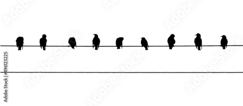 Common starlings on the power line. Vector silhouette a flock of birds.
