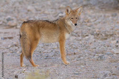 Image of a coyote shown in Death Valley National Park in California.