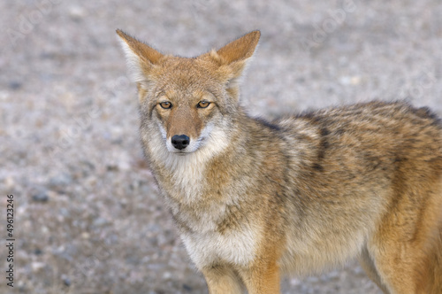 Image of a coyote shown in Death Valley National Park in California.