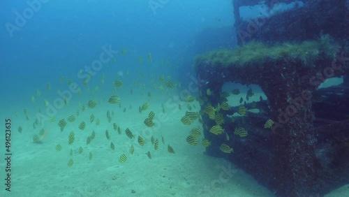 Wallpaper Mural 인공어초 주위를 범돔이 무리지어 유영하고 있다.  Torontodigital.ca