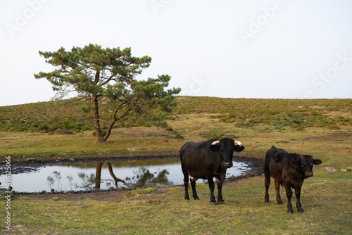 Fototapeta Naklejka Na Ścianę i Meble -  Cow and calf looking at the camera while grazing