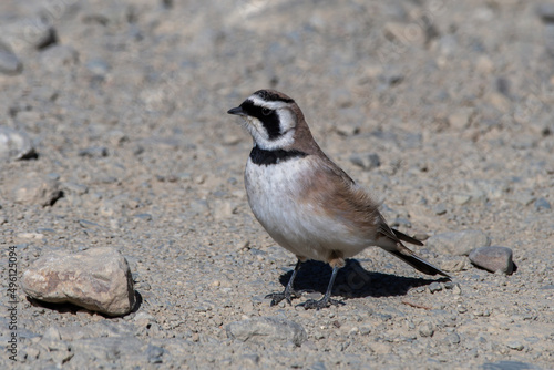 Photography Horned lark or shore lark (Eremophila alpestris) photographed near Gurudongmar L