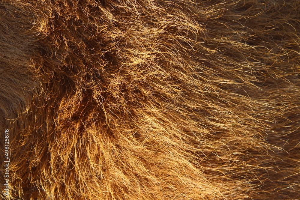Fototapeta premium Cow fur full frame