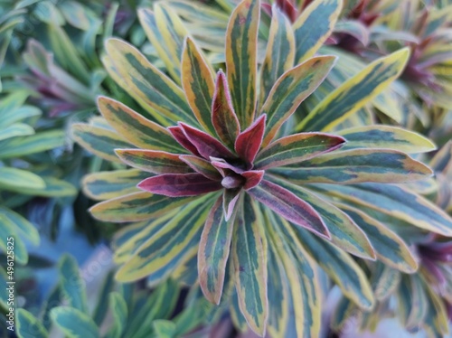 Canvastavla Euphorbia x martinii 'Ascot Rainbow'