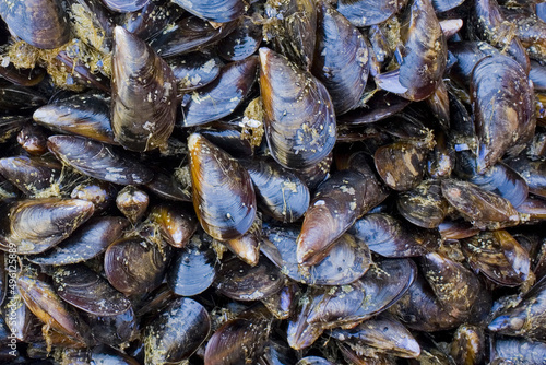 Mussels for sale at the fish market in Catania, Italy, Sicily