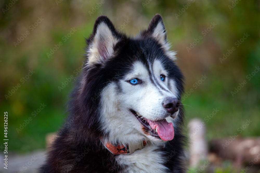 Blue eyes husky is sitting on lawn, watching around himself and waiting his owner. Blue eyes husky is sitting on lawn, watching around himself and waiting his owner.